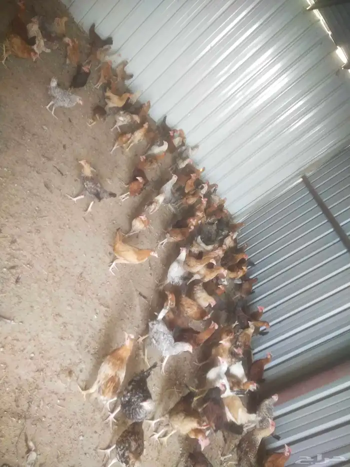 دجاج و ديك 0