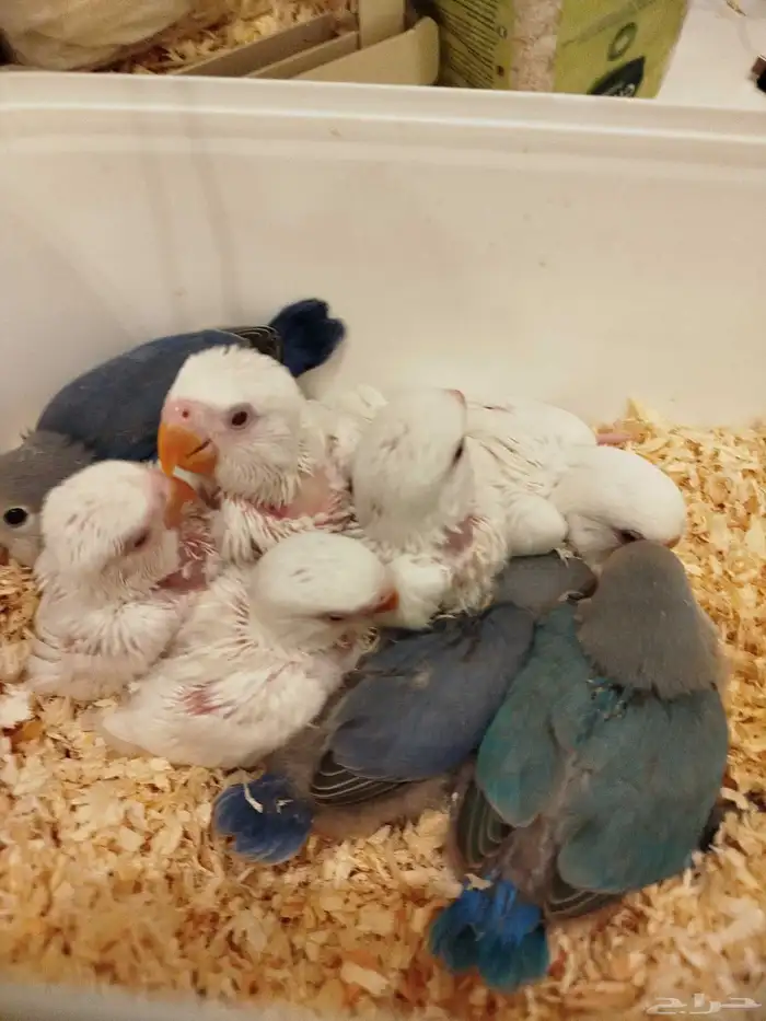 فروخ روز البينو فايلوت تركواز غر بشراهه للبيع 1