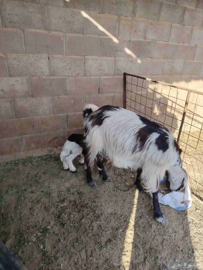 عنز حليب معها خروف وجفره عارضيه مضرع وغنم مواليد 1