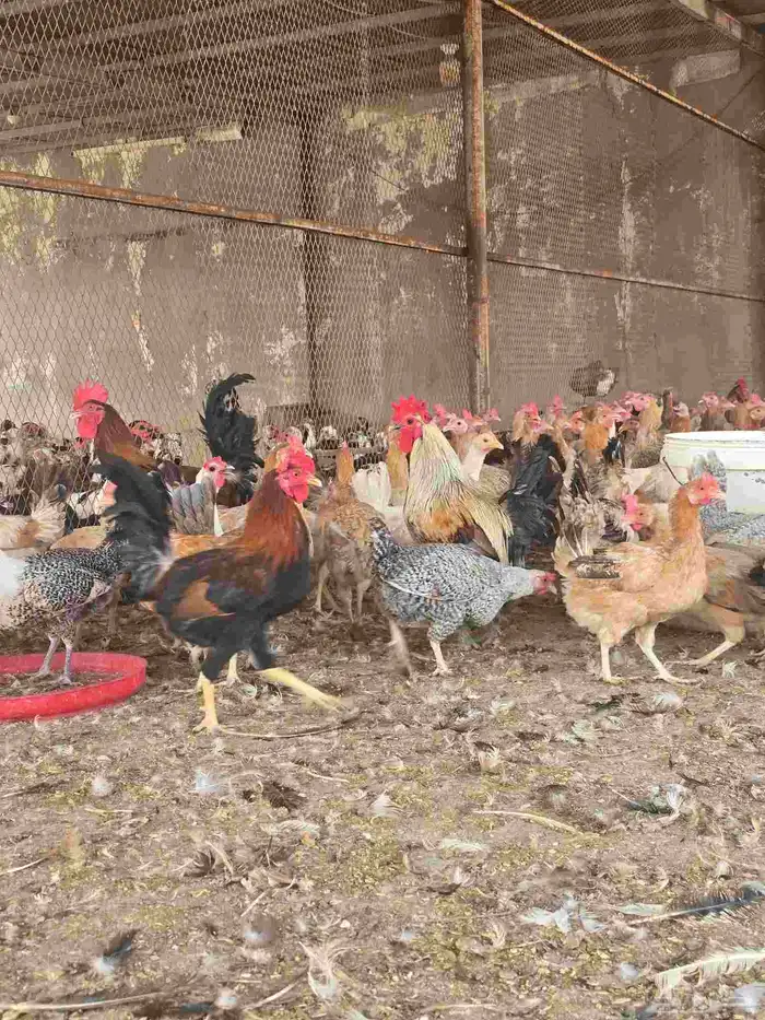 دجاج بلدي بياض 1