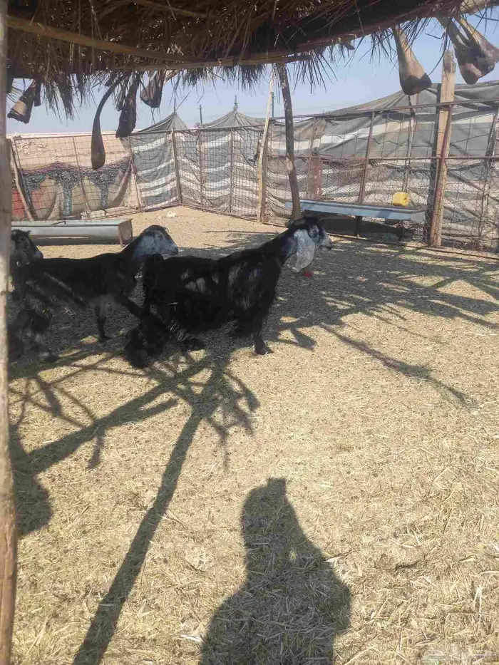 للبيع معزاء 3 طيبات وسليمه اشباب 5