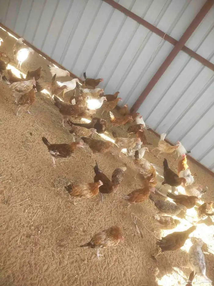 دجاج و ديك 1