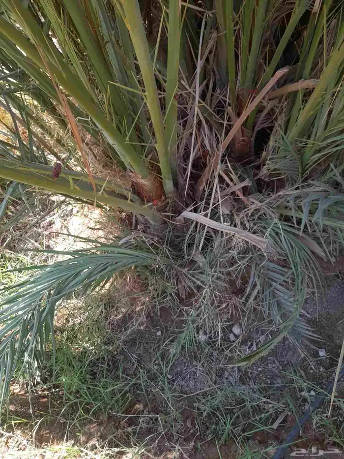 فروخ مجدول مشالله 1