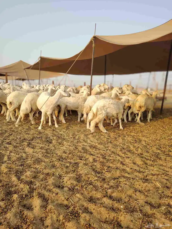 ضان حري جنب كلها دفيع 3