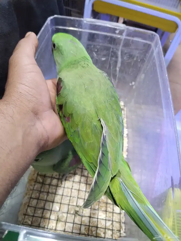 للبيع فروخ غر دره نيبالي أحجام قويه للتواصل 1