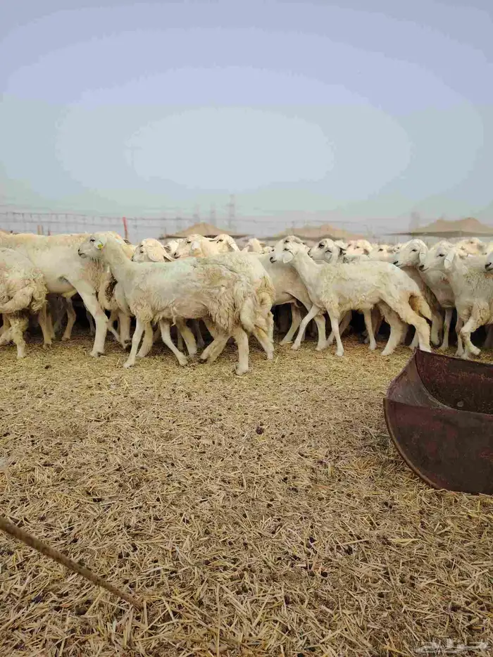 ضان حري جنب كلها دفيع 18