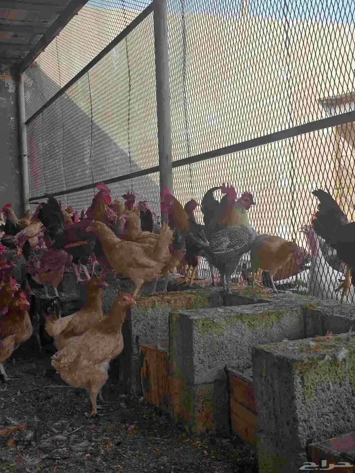 دجاج بلدي بياض 5