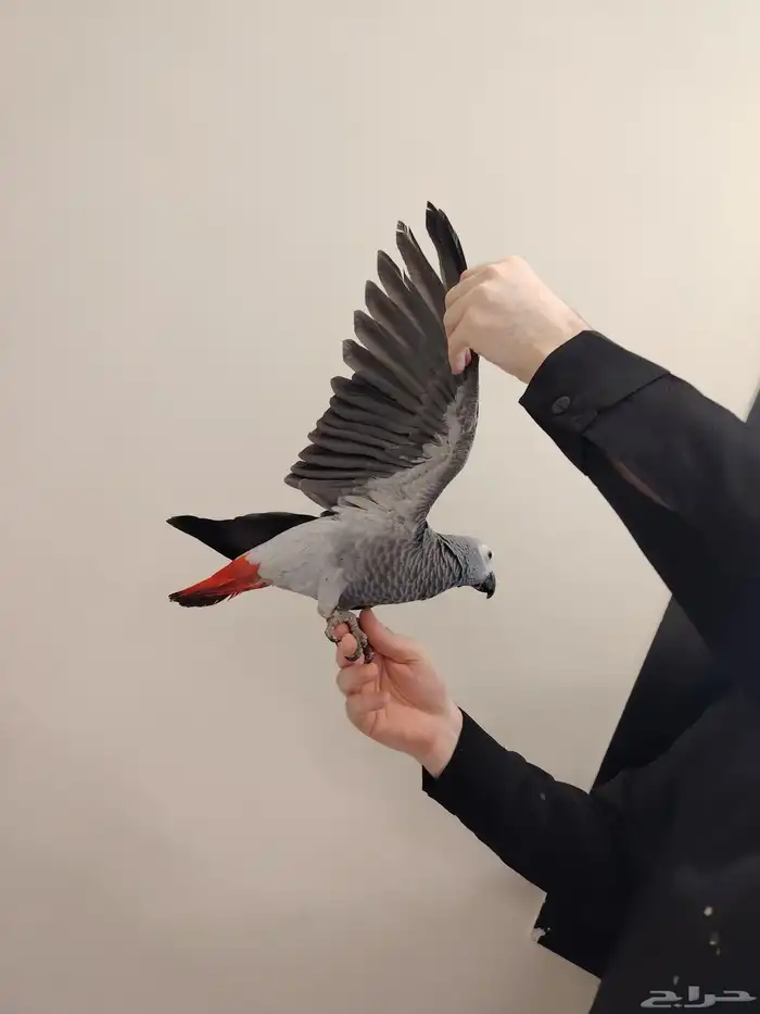 فرخ كاسكو ((تم البيع)) 2