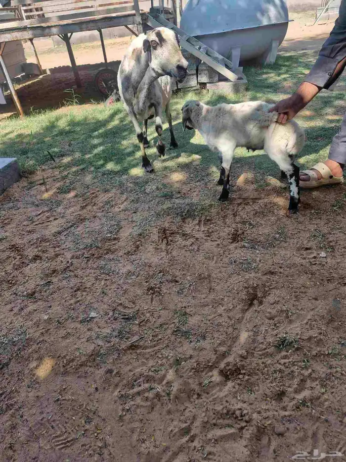 رفيديه والد بريده 0