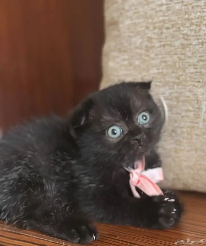 قطط كيتن سكوتش للبيع 4