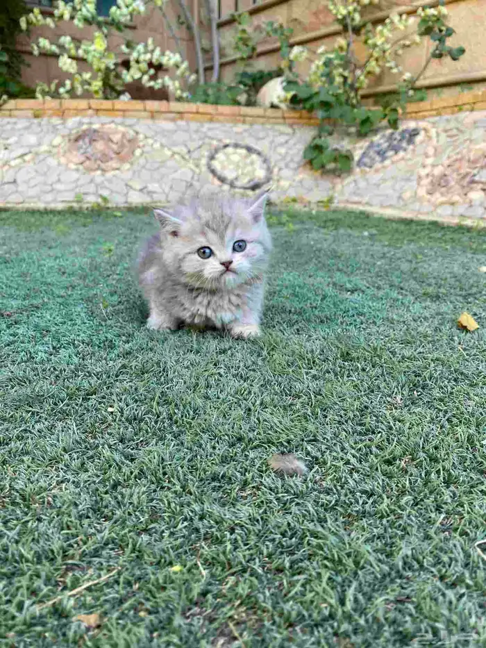 كيتن سكوتش فولد مطعمين مدربين للبيع ولايوجد تبني 39