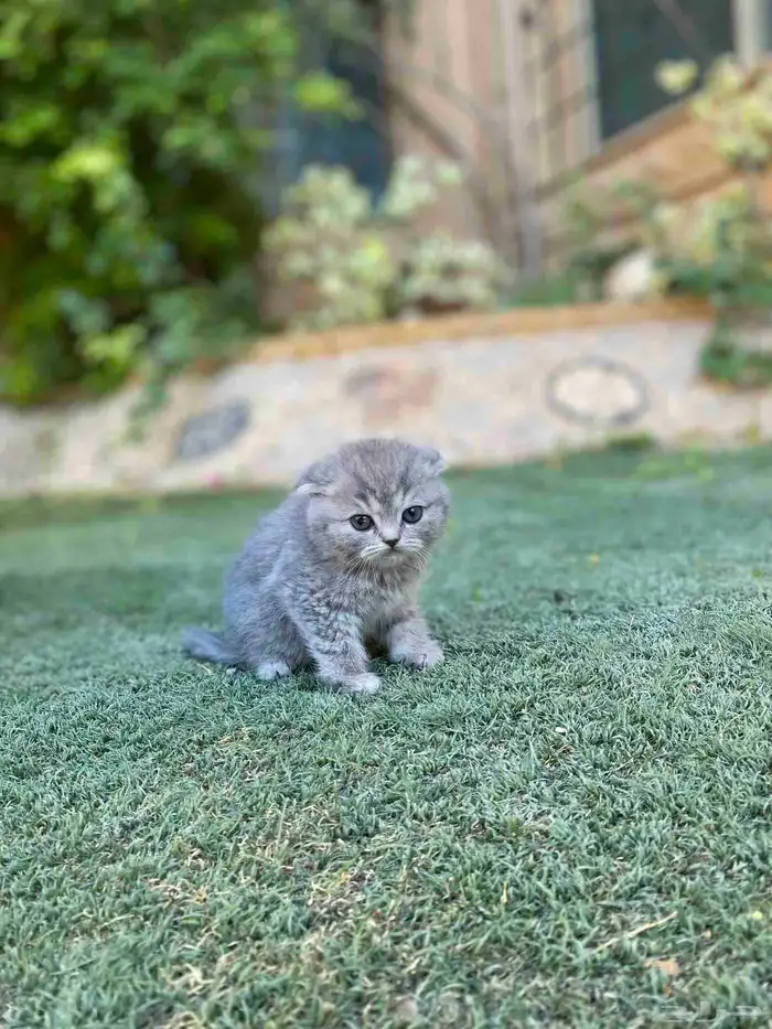 كيتن سكوتش فولد مطعمين مدربين للبيع ولايوجد تبني 4