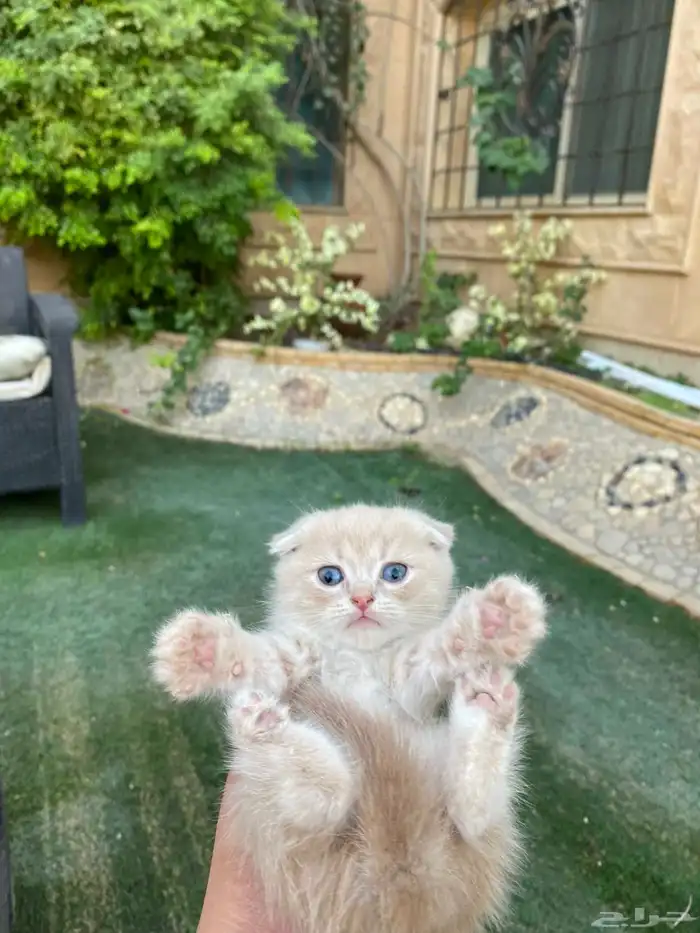 كيتن سكوتش فولد مطعمين مدربين للبيع ولايوجد تبني 26