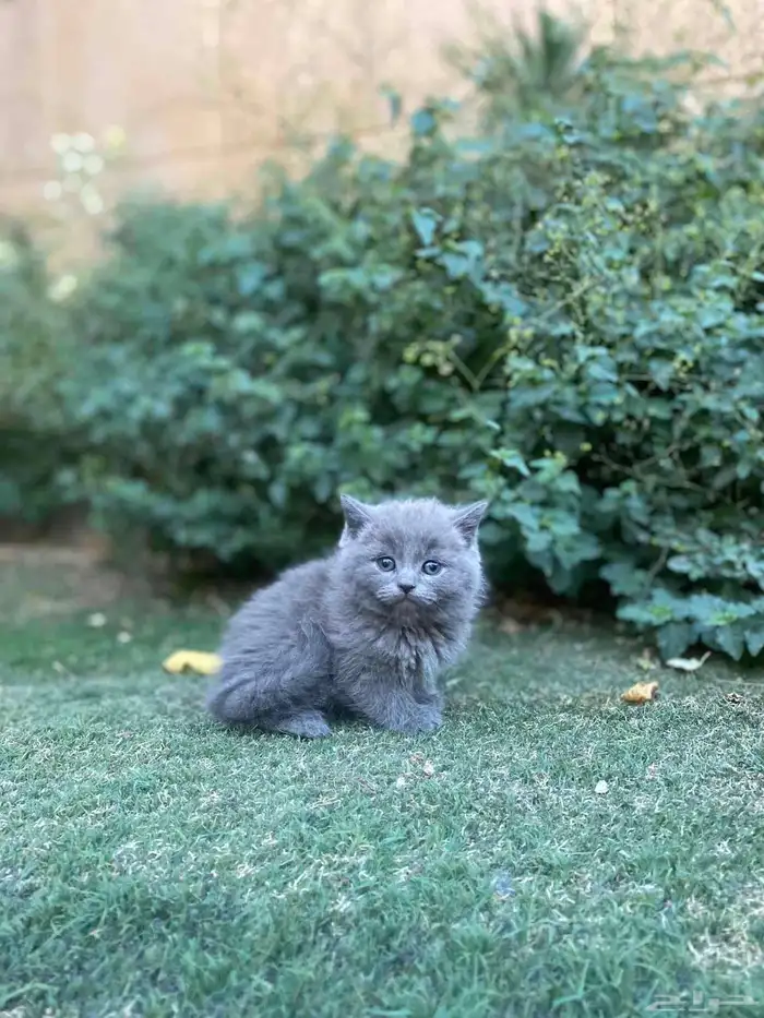 كيتن سكوتش فولد مطعمين مدربين للبيع ولايوجد تبني 28