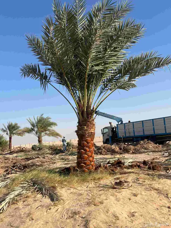 يوجد لدينا نخل عربي وشنطني 0