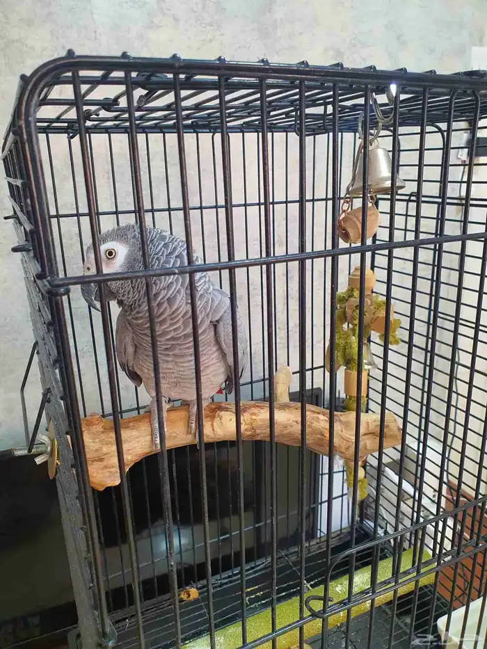 كاسكو متكلم 0