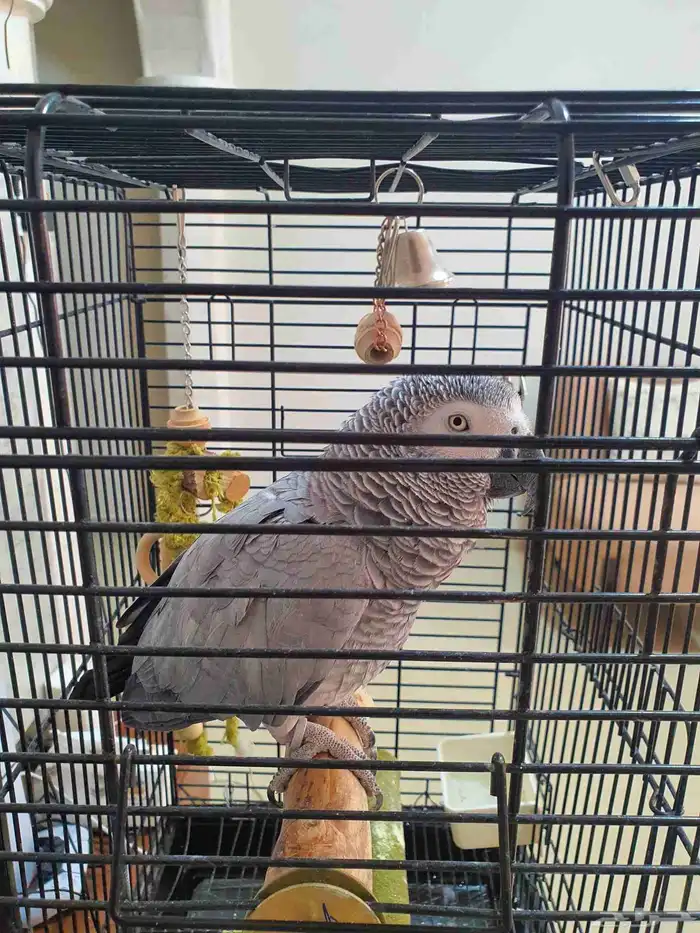 كاسكو متكلم 1