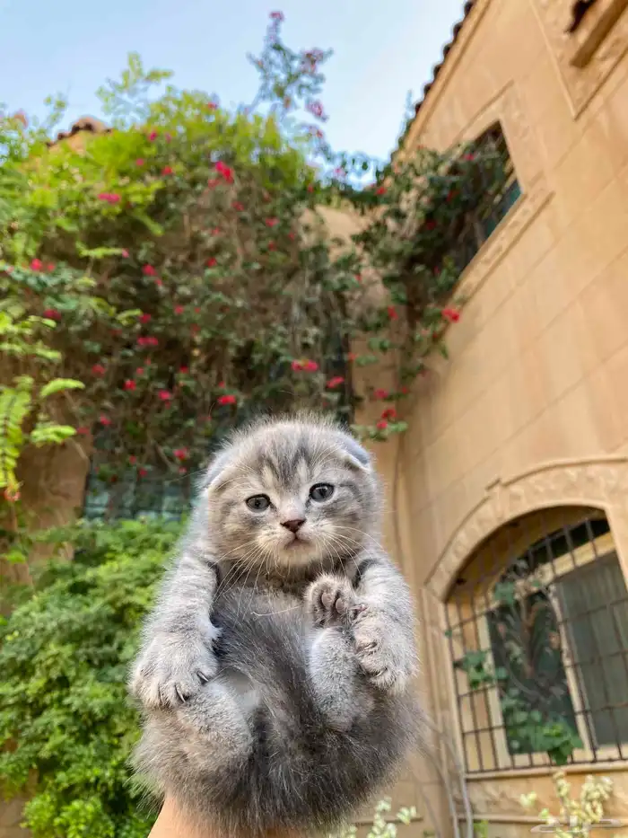 كيتن سكوتش فولد مطعمين مدربين للبيع ولايوجد تبني 22