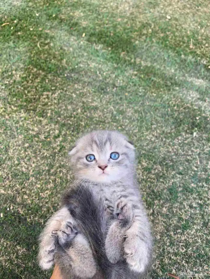 كيتن سكوتش فولد مطعمين مدربين للبيع ولايوجد تبني 12