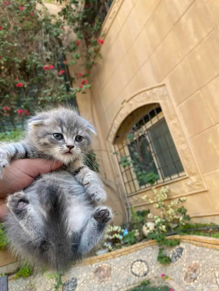 كيتن سكوتش فولد مطعمين مدربين للبيع ولايوجد تبني 24