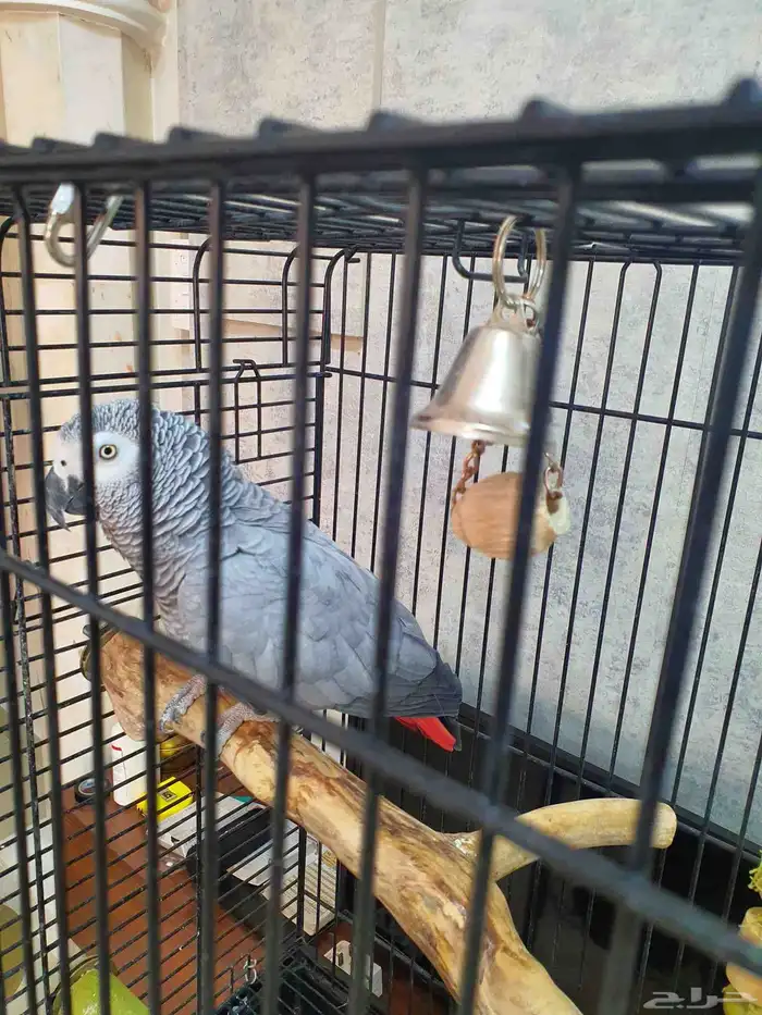 كاسكو متكلم 2