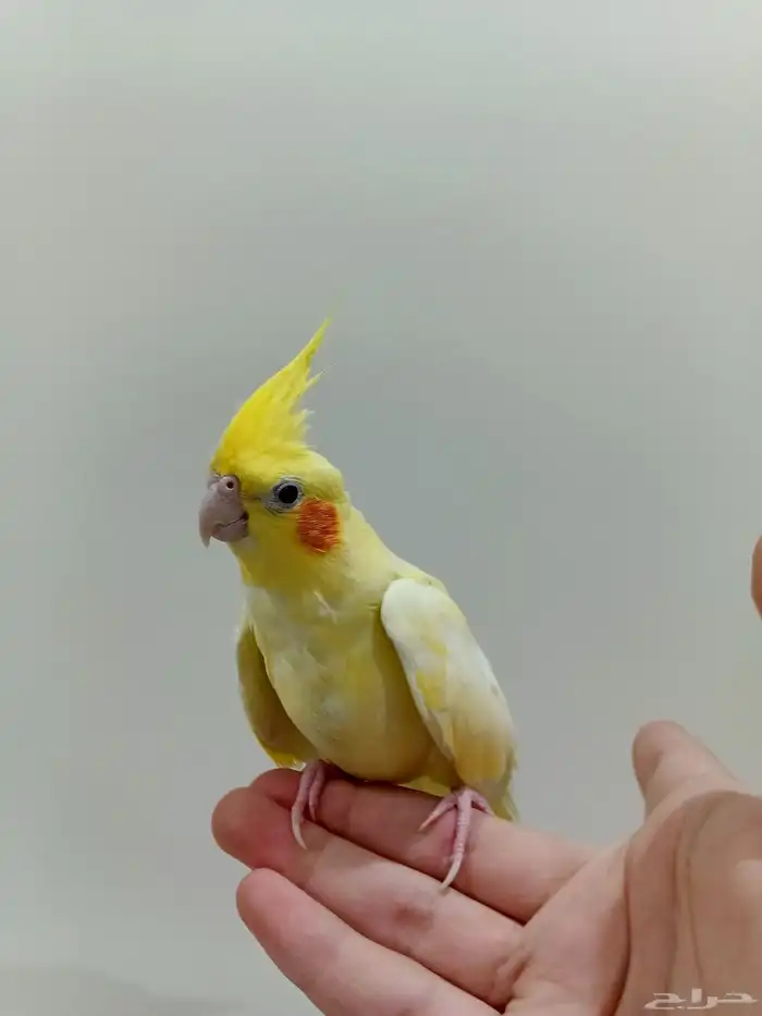 كروان لاتينو طفرة أليف 0