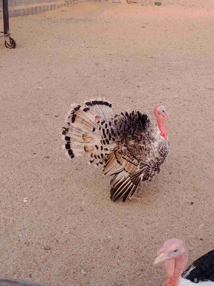 دجاج رومي للبيع 0