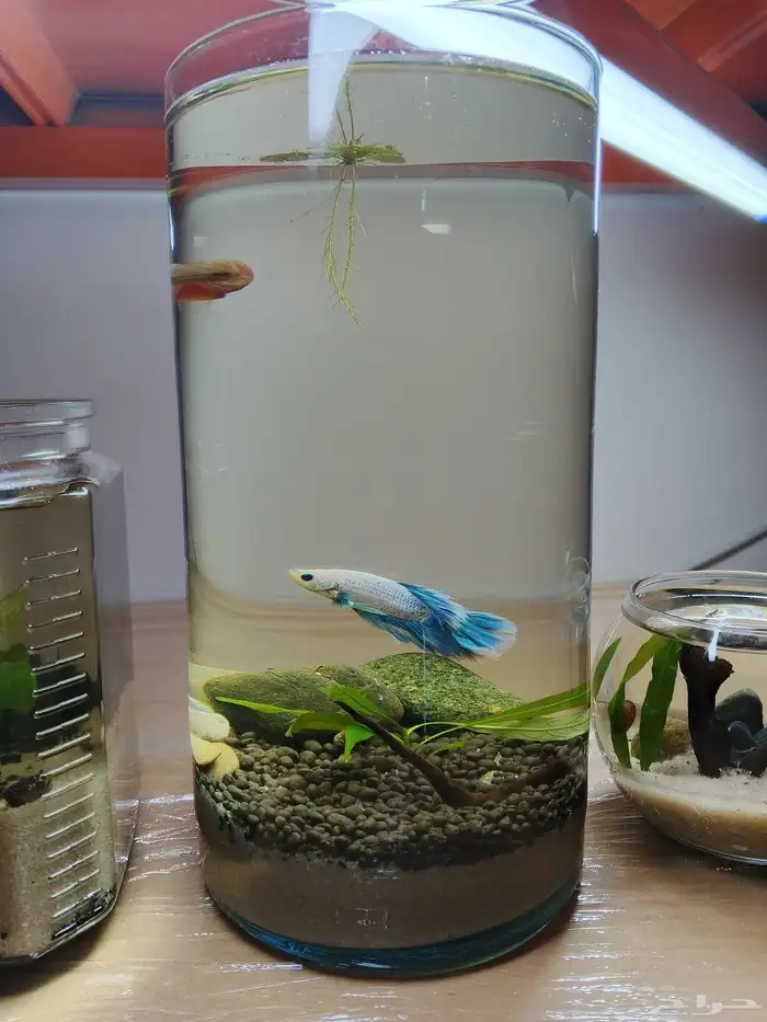 احواض مصممه مكتببه 4