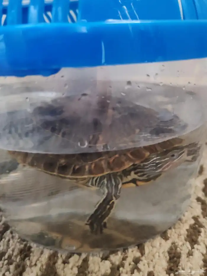 سلحفاء السعر 150 قابل للنقصان مع كامل احتياجاتها بيت طعام 0