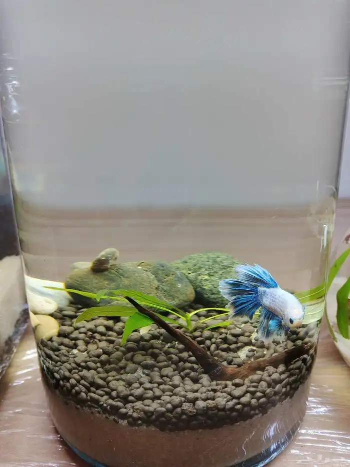 احواض مصممه مكتببه 7