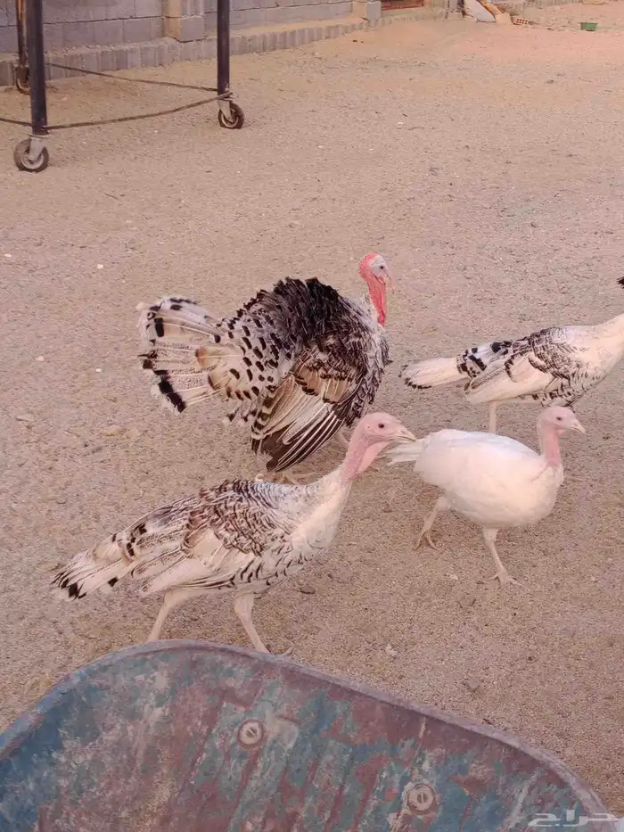 دجاج رومي للبيع 2