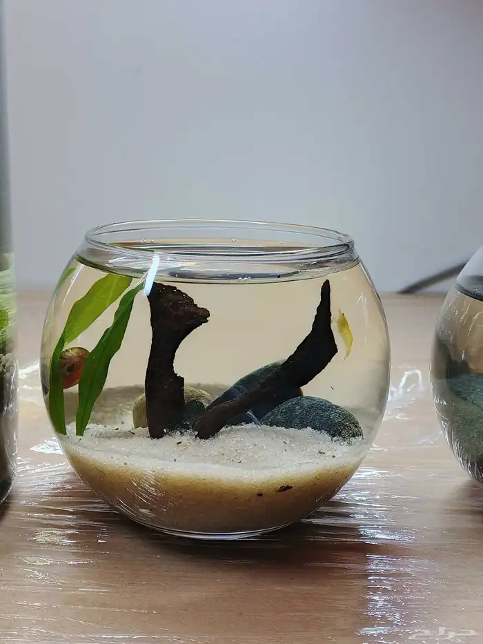 احواض مصممه مكتببه 5