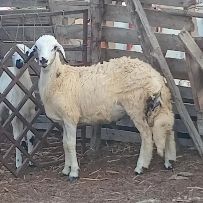 خروف حري العمر 5شهور تقريبا للبيع 5