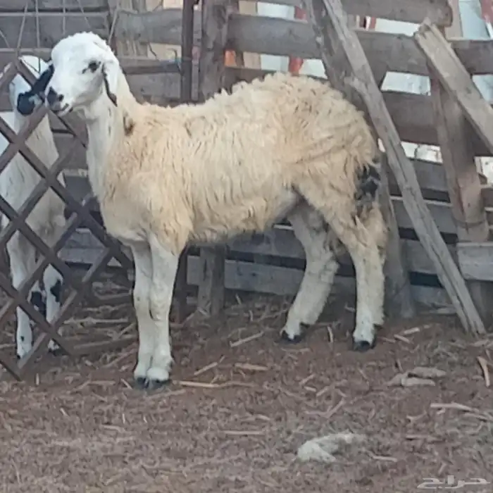 خروف حري العمر 5شهور تقريبا للبيع 0