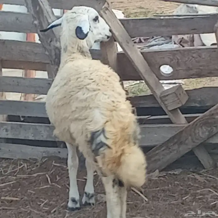 خروف حري العمر 5شهور تقريبا للبيع 1