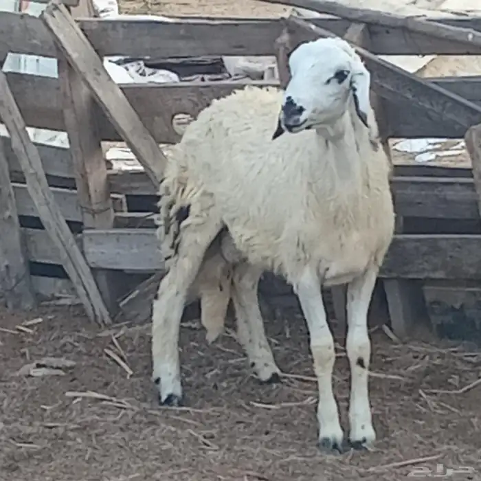 خروف حري العمر 5شهور تقريبا للبيع 4