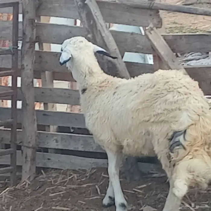 خروف حري العمر 5شهور تقريبا للبيع 2