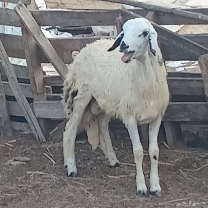 خروف حري العمر 5شهور تقريبا للبيع 3