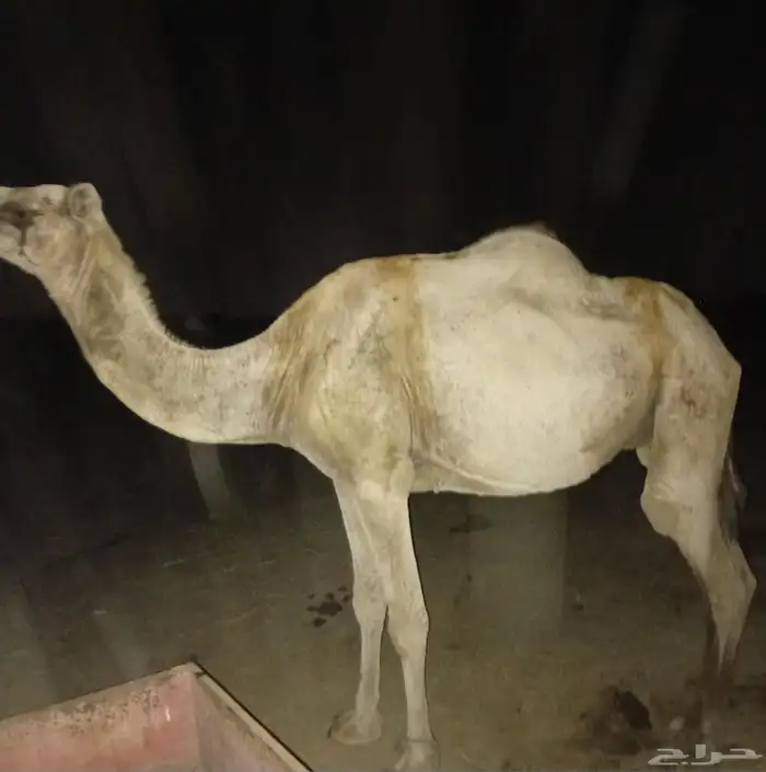 ناقه اركيه للبيع التواصل واتس اب 0