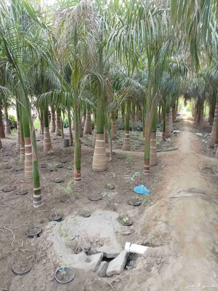 نخل للبيع 11