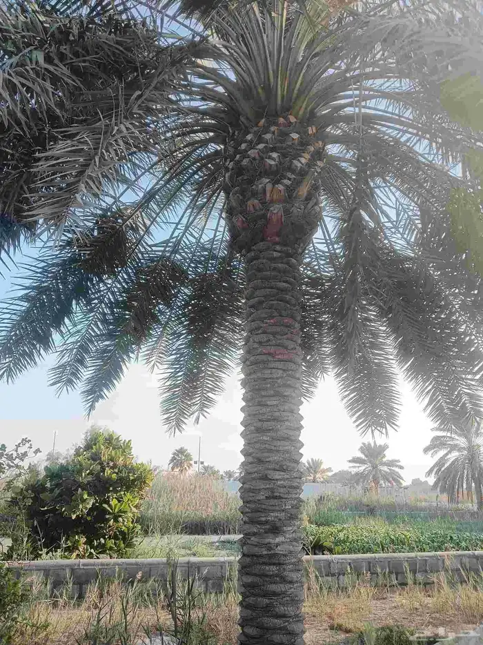 نخيل للبيع 4