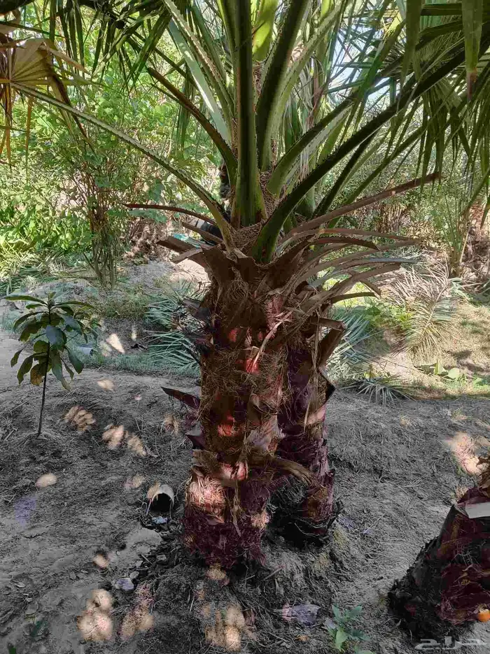 نخيل للبيع 8
