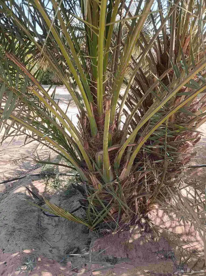 نخيل للبيع 9
