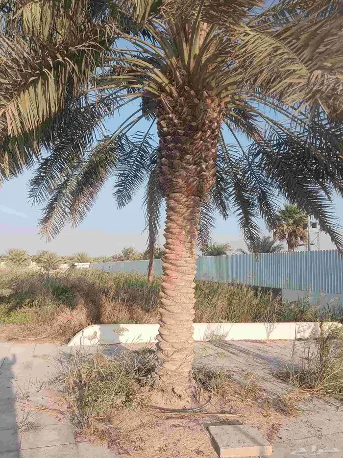 نخيل للبيع 5