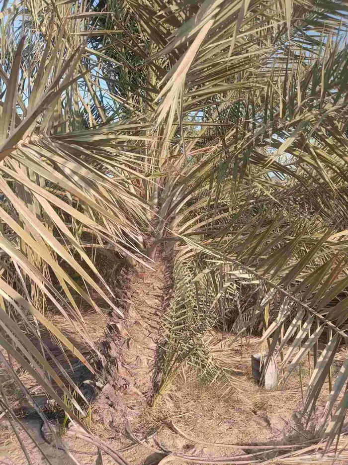 نخيل للبيع 7