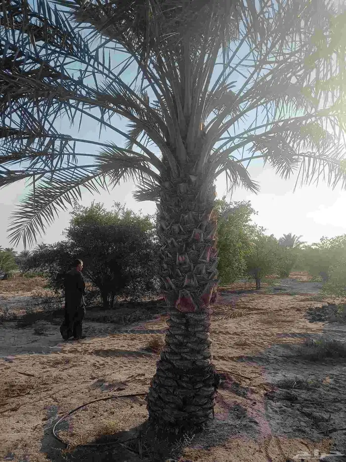 نخيل للبيع 3