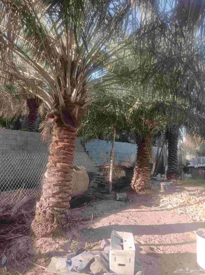 نخيل للبيع 0
