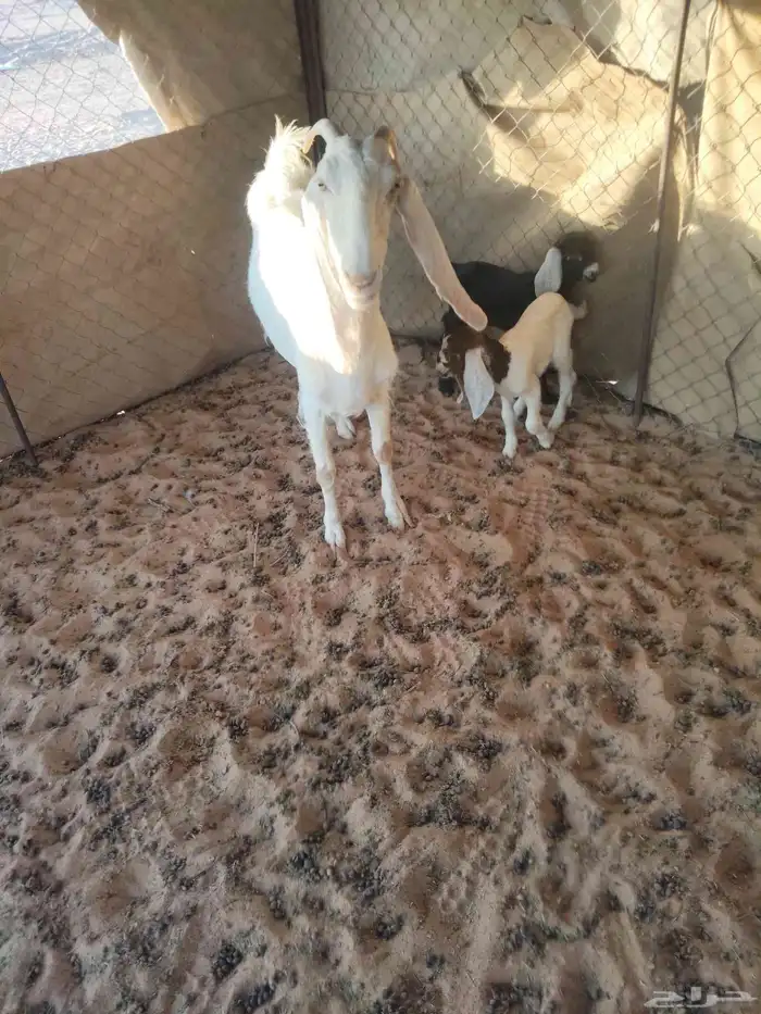 عنز معها اثنين تيوس السن موضح في الصوره واحد من السنون منكسر 0