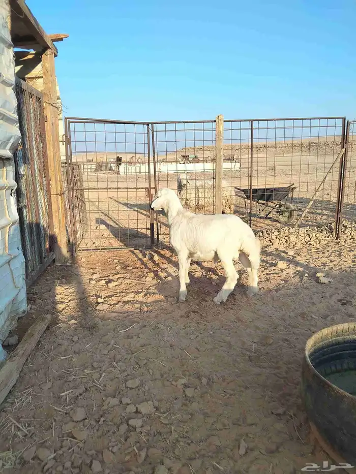 خروف لباني مقفل شحم على الحليب والشعير 3