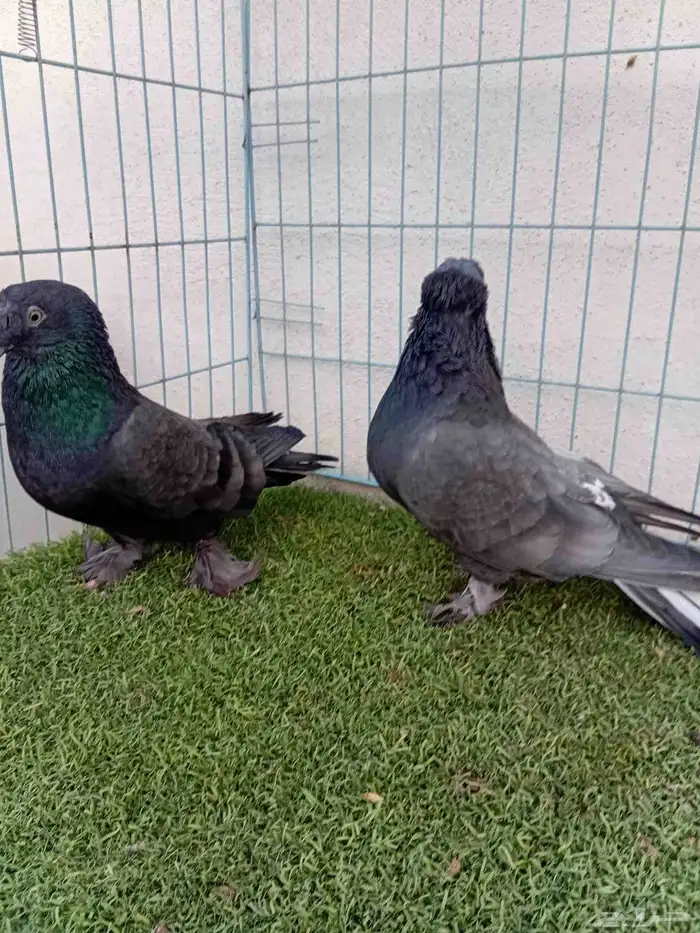 زوج تركي اخضر 7